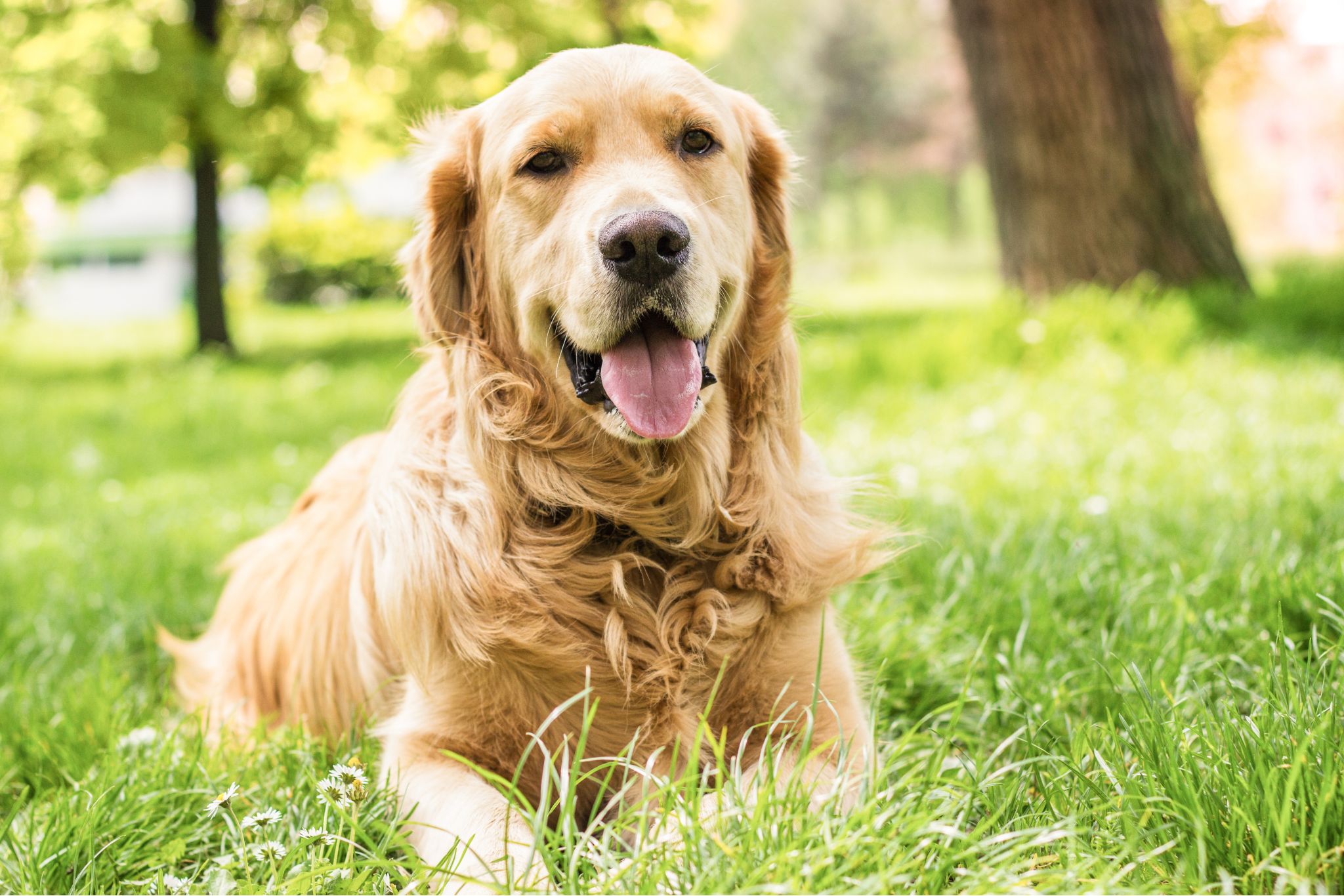 Pet Burial